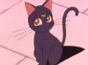Craycat14
