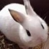 Lelapin