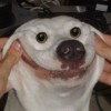 Tibal
