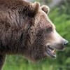 brownBear!!