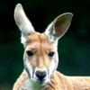 KangarooXI